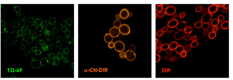 The above figure illustrates three populations of yeast cells labeled with green, orange and red fluoromodules expressed on the cell surface.