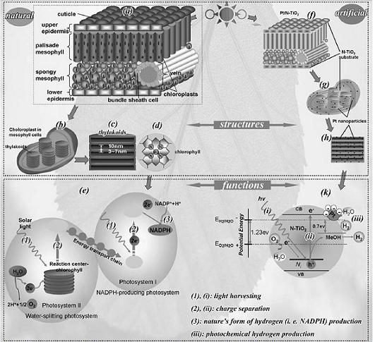 Part of the recipe for an artificial leaf, which draws on Mother Natures secrets, and could use sunlight and water to produce fuel.