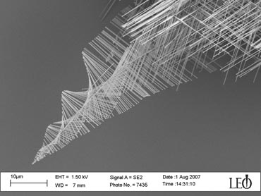 Spiraling pine tree-like nanowires created by University of Wisconsin-Madison chemistry professor Song Jin and graduate student Matthew Bierman are evidence of an entirely different way of growing the tiny wires, one that could be harnessed to make better nanowires for applications such as high performance integrated circuits, LEDs and lasers, biosensors, and solar cells. The rapid elongation of the trunks is driven by a spiral defect within them called "screw dislocation," which causes them to twist as they grow and their branches to spiral. Photo by: courtesy Song Jin