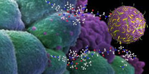 The illustration shows a nanosponge particle attaching to human breast cancer cells. The particle holds an anticancer drug that it releases gradually as it decomposes. Peptide linkers are shown with the ball and stick representation. Although only two are shown in the illustration, about three dozen are attached to the surface of actual particles. The linkers are specially configured to bind to the surface of irradiated cancer cells. Credit: Harth Laboratory.