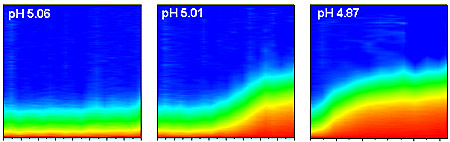 Successive test runs at NIST show how clumping of typical nanoparticles in a solution depends on changes in acidity. Time after acidity jump is shown on the horizontal axis, while the vertical axis is a measure of the size of the nanoparticle aggregates. As pH goes down (and acidity up), both rate of aggregation and size of clumps of nanoparticles goes up. Credit: R. Murphy/NIST