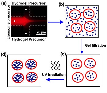 Schematic depicting the creation of liposome-hydrogel hybrids. A solution containing phospholipid (liposome precursor) mixes with a solution containing hydrogel precursor (a). Blending together at the interface of the two channels, the phospholipid forms liposomes (b) that trap the hydrogel precursor inside. Material outside the vesicles is removed (c) and the liposomes are UV irradiated. This polymerizes the protein chains in the hydrogel and yields a liposome-hydrogel hybrid (d). Credit: NIST