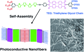 Custom fit: Organic p/n heterojunctions with molecular-level precision have been tailored. An oligothiophene-perylenediimide dyad, when modified with triethylene glycol side chains at one terminus and dodecyl side chains at the other, self-assembles into a photoconducting nanofiber with a well-defined morphology.