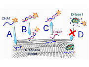 An illustration of how fluorescent-tagged DNA interacts with functionalized graphene. Both single-stranded DNA (A) and double-stranded DNA (B) are adsorbed onto a graphene surface, but the interaction is stronger with
ssDNA, causing the  fluorescence on the ssDNA  to darken more. C) A complementary DNA nears the ssDNA and causes the adsorbed ssDNA to detach from the graphene surface. D) DNA adsorbed onto graphene is protected from being broken down.
