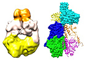 Left: 3-D phytochrome map; Right: Fit-together fragments forming two sister units (one shown as ribbon, the other in space-filling format), revealing twisted structure.