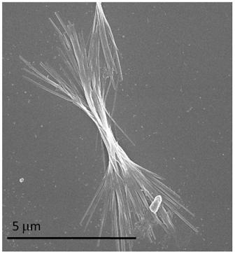 Figure 2. Straight nanoribbons formed in complete darkness. 