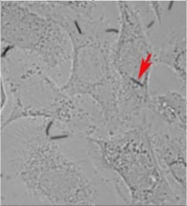 Arrow points to nanowire placed on cell surface. (Image: Levchenko Lab)