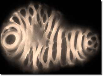 A xylem cell with fluorescent lignocellulose bands as the major feature