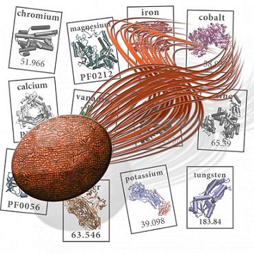 More surprises from an extremophile that thrives in the near-boiling waters of undersea thermal vents: Scientists know Pyrococcus furiosus assimilates metals such as tungsten. But a new way of surveying microbes for metal-containing proteins found several unexpected metals in P. furiosus such as lead and manganese. Similar surprises from other microbes reveal that scientists have underestimated the extent and diversity of metal-driven chemical processes in microbes, which are single-cell microorganisms that include bacteria, fungi, plants, and animals. (Illustration by Berkeley Lab's Steve Yannone and Robert Rambo)