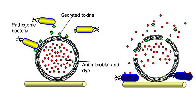 The dressing will be coated with nanocapsules that contain antibiotics and a dye (shown in red) that are broken open by toxins (green) produced by disease-causing bacteria (yellow)