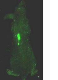 Mouse tumor: Fluorescence shows accumulation of nanoparticles in tumor. A dorsal view of a mouse showing accumulation of nanoparticles in a tumor four hours after intravenous administration. Bright fluorescence is observed predominantly in the tumor.