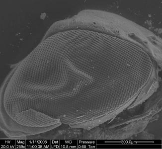 Close up of blowfly eye. Photo Credit: Akhlesh Lakhtakia, Penn State
