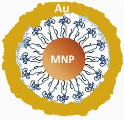 The 30-nanometer particle combines a magnetic core with a thin gold shell, analogous to an eggshell, that surrounds but does not touch the core. Credit: Xiaohu Gao, University of Washington 
