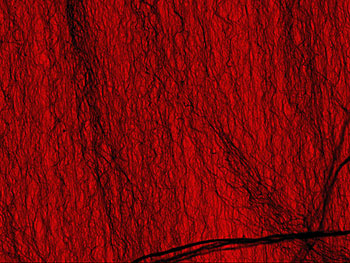 Colorized micrograph of the world's darkest materiala sparse "forest" of fine carbon nanotubes  coating a NIST laser power detector. Image shows a region approximately 25 micrometers across.

Credit: Aric Sanders/NIST