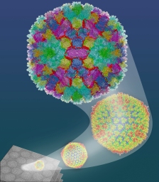 Structure of an adenovirus