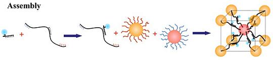 BNL scientists used DNA linkers with three binding sites (black strings) to connect gold nanoparticles (orange and red spheres) and fluorescent dye molecules (blue spheres) tagged with complementary DNA sequences. These units are self-assembled to form a body-center cubic lattice with nanoparticles at the corners and in the center, and fluorescent dye molecules in between.