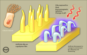 Cilia occur on a variety of cells and unicellular organisms in nature. They primarily help collect sensory information, or produce mechanical responses that help single-celled and simple multicellular organisms spontaneously move about. For the first time, researchers have created artificial cilia. These cilia respond to changes in temperature, electromagnetic radiation and acidity by collapsing and fluorescing blue. As the environment changes back to its original state, the cilia go back to their previous state as well. Credit: Zina Deretsky, National Science Foundation