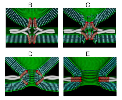 A schematic model of a fusion pore opening.