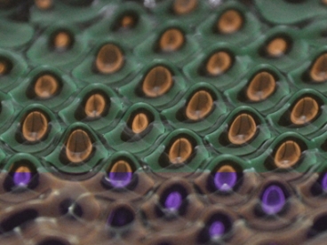 Vibrating a tray of silicone oil causes so-called Faraday waves to form in the oil's surface. Recent experiments in which fluid droplets reproduce the behavior of subatomic particles require holding the intensity of the vibrations just below the Faraday-wave threshold. Credit: John Bush