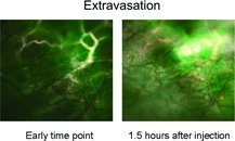 The behavior of targeted quantum dots (Qdots) across three different tumor models using intravital microscopy with submicrometer resolution is described. As in the figure, the differences in extravasation between tumor types are shown and the kinetics are quatnified. Further, by demonstrating similarity in Qdot binding to tumor blood vessels across different tumor types, this work suggests several advantages implicit in vascular targeting compared with tumor cell targeting. 