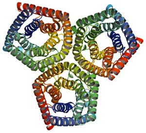 The bacterial trimer (a compound of three macromolecules) studied by the researchers