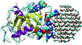 Growing a good egg: Metadynamics simulations show that the eggshell protein ovocleidin-17 induces the formation of calcite crystals from amorphous calcium carbonate nanoparticles. Multiple spontaneous crystallization and amorphization events were simulated; these simulations suggest a catalytic cycle that explains the role of ovocleidin-17 in the first stages of eggshell formation (the picture shows one intermediate of this cycle). Credit: Angew. Chem. Int. Ed.