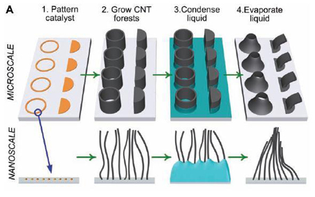Illustration of CNT forest growth and capillary forming sequence