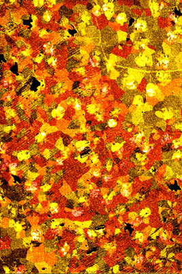 A false-color microscopy image overlay depicting the shapes and lattice orientations of several grains in graphene. Credit: Muller Lab