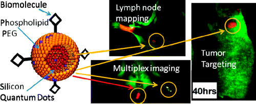 Quantum dots (QDs) have size-dependent optical properties that make them uniquely advantageous for in vivo targeted fluorescence imaging, traceable delivery, and therapy. The use of group II−VI (e.g., CdSe) QDs for these applications is advancing rapidly. Credit ACS Nano