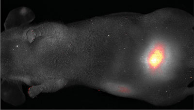 C dots fluoresce brightly enough to be seen through the skin of a mouse (faintly visible in this photo). Dots coated with polyethylene glycol have all reached the bladder in 45 minutes, demonstrating that C dots will be harmlessly excreted after they do their job. Credit Memorial Sloan Kettering Cancer Center