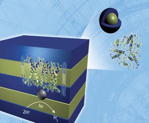 Neutron scattering analysis performed at DOE's Oak Ridge National Laboratory reveals the lamellar structure of a hydrogen-producing, biohybrid composite material formed by the self-assembly of naturally occurring, light harvesting proteins with polymers.