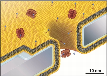 A new oily coating that improves the functionality of nanopores was inspired by a similar layer in the silk moth's antenna. 
Nanopores are measurement devices that enable the study of single molecules or proteins. 
Credit: Chris Burke 