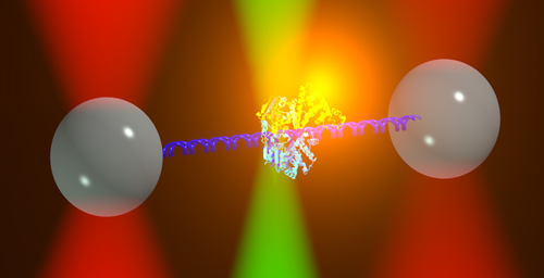 Illinois researchers developed a new technique that
combines optical traps (red) with fluorescence (green) to study the proteins that regulate DNA.

Photo by Matthew Comstock