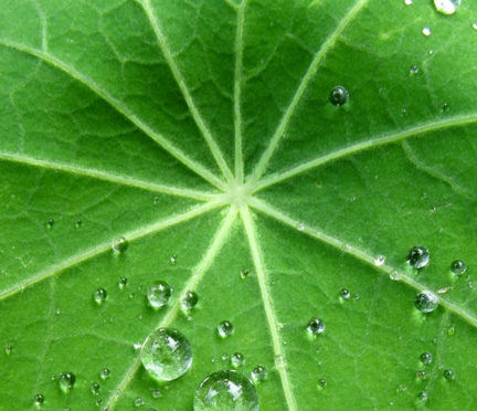 Nasturtium Leaf Image: Amy Snyder. 
The Lotus Effect describes water droplets rolling off leaf surfaces, removing dirt and contaminants in the process. This phenomenon can also be seen in the more common nasturtium. Scanning electron microscope images show that nasturtium leaves are covered by waxy nanocrystal bundles. The uneven surface created by these tiny structures traps air between water and leaf, causing the water to roll off. Research on such nanoscale effects has inspired revolutionary new materials, including water- and stain-resistant fabrics.