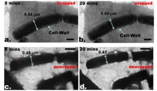 This image shows the differences between bacteria that has been wrapped with graphene and bacteria that has not been wrapped. The images were taken after five minutes and after 20 minutes under an electron microscope, showing that the wrapped bacteria maintains a clear image.