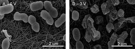 Environ. Sci. Technol.
MICROBE ZAPPER When the carbon nanotube-based filter catches bacteria (left), it can also kill them through electrolysis (right).