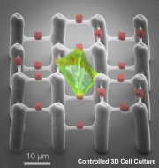 Cell in the two-component polymer scaffold. The photo composition is based on a scanning electron microscopy and laser scanning microscopy. (Image: CFN)