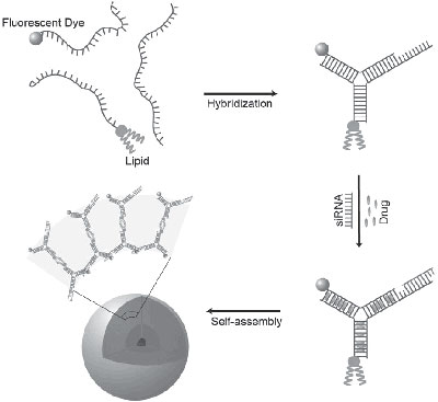 DNAsomes begin with short chains of synthetic DNA designed to be complementary over part of their length so they will join into microscopic Y-shapes. A lipid molecule is attached, and fluorescent dyes can be attached for tracking. Drugs or RNA are chemically bonded to the Y-shaped unit, then many units assembled into a sphere, about the size of a virus, that can enter cells and deliver their payload.