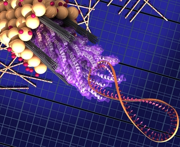 In this diagram, the M13 virus consists of a strand of DNA (the figure-8 coil on the right) attached to a bundle of proteins called peptides  the virus coat proteins (the corkscrew shapes in the center) which attach to the carbon nanotubes (gray cylinders) and hold them in place. A coating of titanium dioxide (yellow spheres) attached to dye molecules (pink spheres) surrounds the bundle. More of the viruses with their coatings are scattered across the background.
Image: Matt Klug, Biomolecular Materials Group