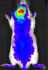 Hospital for Special Surgery

A nanocarrier tagged with a near infrared fluorescent marker gravitated toward inflammatory cells that had been injected into the area over the scalp. 