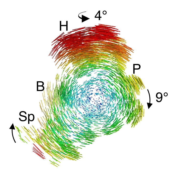 This action shot reveals the motion of the small ribosomal subunit, depicted by difference vectors, during ratcheting.