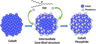 Provided/Robinson lab
The evolution schematics of transition from cobalt to cobalt phosphide nanocrystals. 