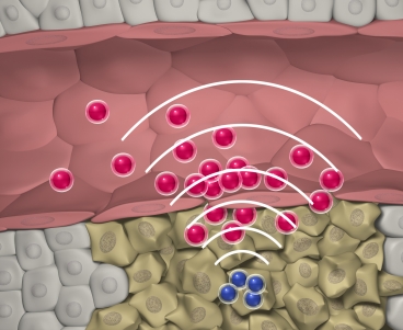 MIT researchers designed nanoparticles that can quickly locate a tumor, then set off a chemical reaction that attracts larger swarms of drug-delivering nanoparticles to the site.
Image: Gary Carlson