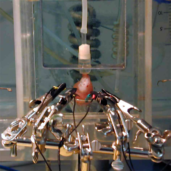 Langendorff heart apparatus Source: Andreas Stampfl / ACSnano, American Chemical Society