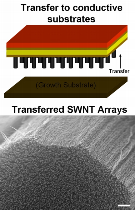 A method developed at Rice University allows bundles of vertically aligned single-wall carbon nanotubes to be transferred intact to a conductive substrate. Metallic layers added via atomic layer deposition create a solid-state supercapacitor that can stand up in extreme environments. (Credit: Hauge Lab/Rice University)