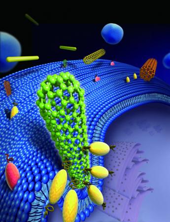 Something perpendicular this way comes Cells ingest things by engulfing them. When a long perpendicular fiber comes near, the cell senses only its tip, mistakes it for a sphere, and begins engulfing something too long to handle. Credit: Gao Lab/Brown University 