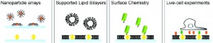 Schematic shows gold nanoparticle arrays embedded into a supported lipid bilayer membrane then selectively labeled with specific surface chemistry properties to study living cells that are bound to the nanoparticles and/or lipid bilayer. (Groves, et. al)