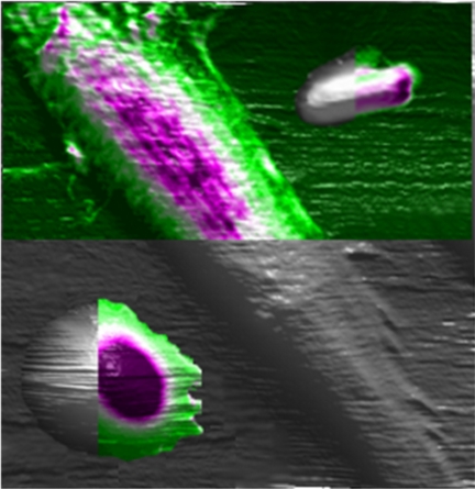 This artist's conception depicts the use of an atomic force microscope to study the mechanical properties of cells, an innovation that might result in a new way to diagnose disease and study biological processes. Here, three types of cells are studied using the instrument: a rat fibroblast is the long slender cell in the center, an E coli bacterium is at the top right and a human red blood cell is at the lower left. The colored portions show the benefit of the new technique, representing the mechanical properties of the cells, whereas the gray portions represent what was possible using a conventional approach. (Purdue University image/Alexander Cartagena)
