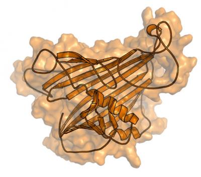 This is an illustration of the "locomotive" part of the vitellogenin protein in honey bees.

Credit: Heli Havukainen