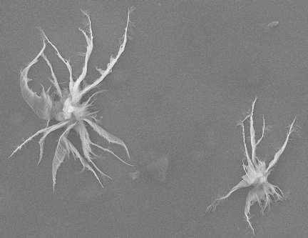 Microscopic, star-shaped flakes of functionalized graphene oxide plug holes in pores in a test of the material's ability to serve as a filter cake in fluids used to drill oil wells. The single-atom-thick flakes of treated carbon are pliable but among the strongest materials known. (Credit Tour Group/Rice University)